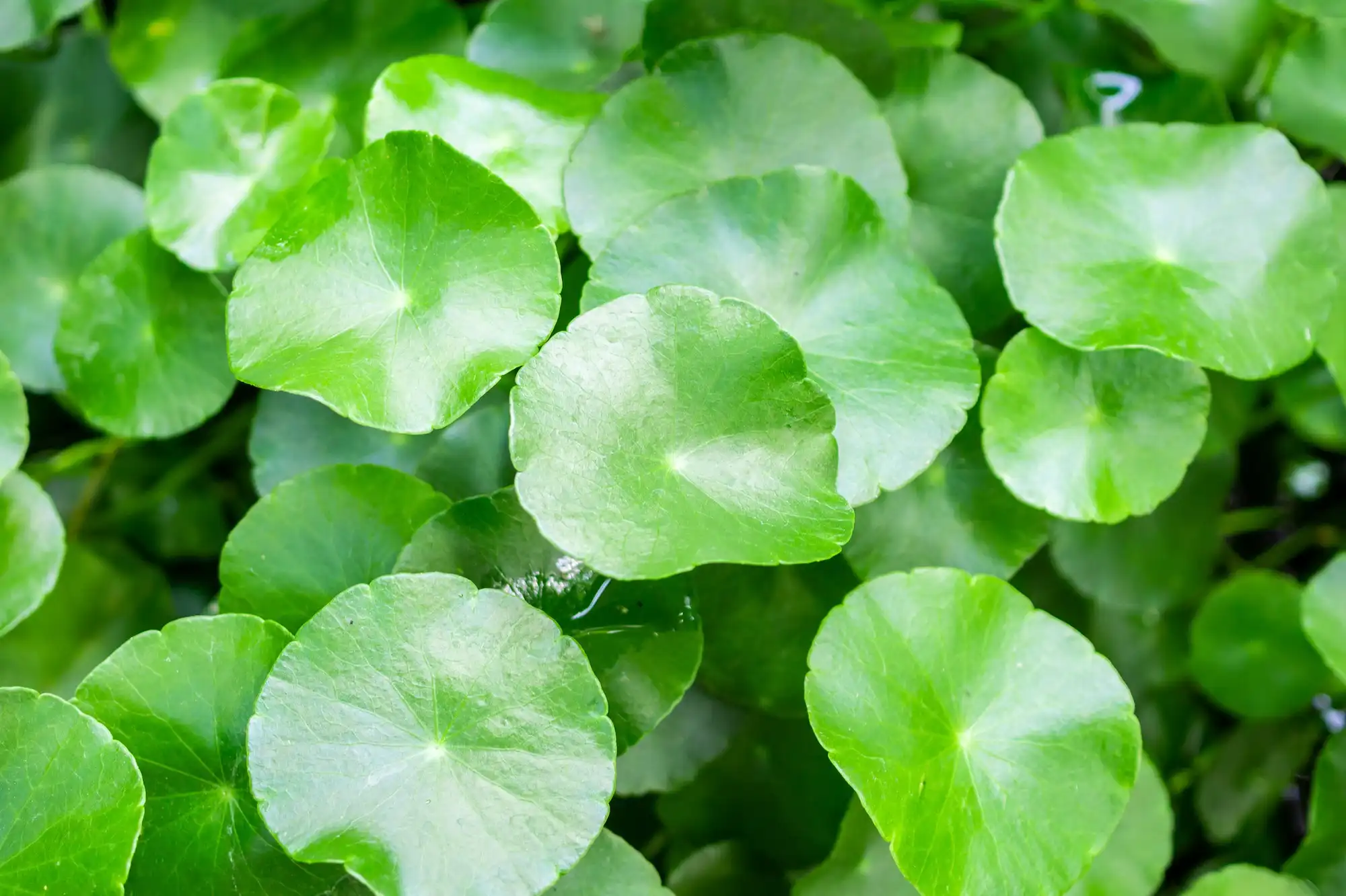 manfaat centella asiatica